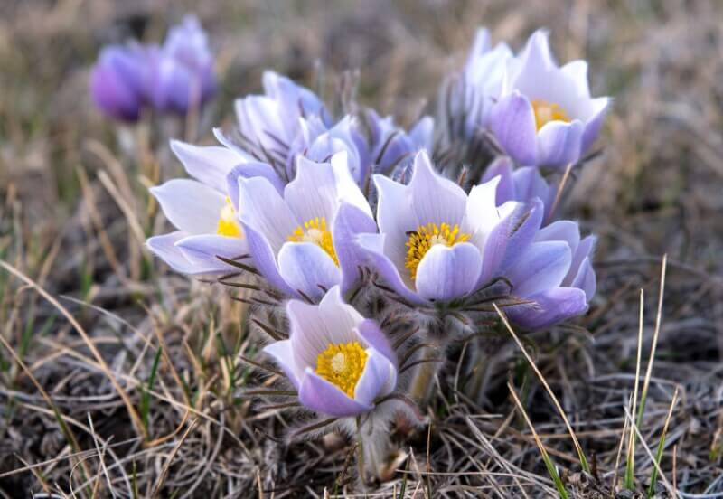 Crocus flowers