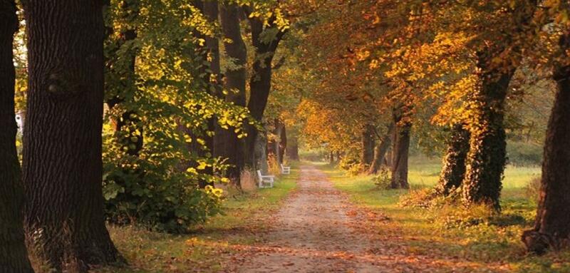 Forest walking path in Fall