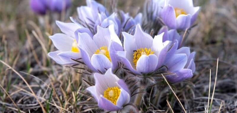 Crocus flowers